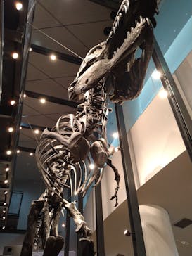 福井県立恐竜博物館に投稿された画像（2023/8/29）