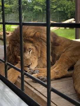 那須サファリパークに投稿された画像（2023/8/29）