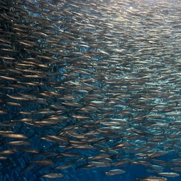 名古屋港水族館に投稿された画像（2023/8/29）