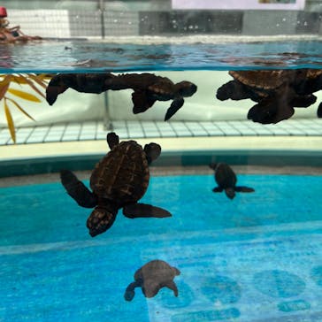 名古屋港水族館に投稿された画像（2023/8/29）