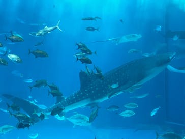 沖縄美ら海水族館に投稿された画像（2023/8/29）