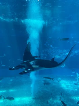 沖縄美ら海水族館に投稿された画像（2023/8/29）