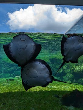 九十九島水族館海きららに投稿された画像（2023/8/29）