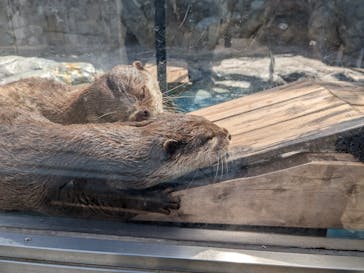 大分マリーンパレス水族館 「うみたまご」に投稿された画像（2023/8/29）