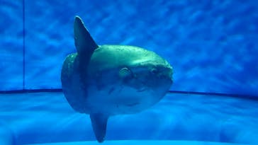 アクアワールド茨城県大洗水族館に投稿された画像（2023/8/29）