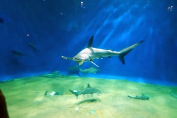 アクアワールド茨城県大洗水族館に投稿された画像（2023/8/29）