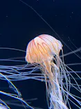 サンシャイン水族館に投稿された画像（2023/8/29）