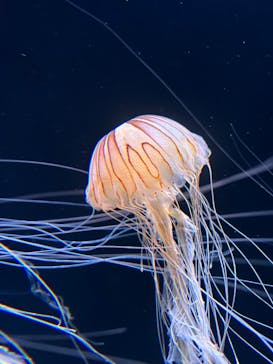 サンシャイン水族館に投稿された画像（2023/8/29）