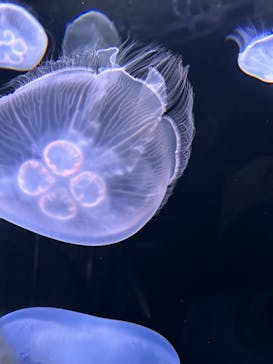 サンシャイン水族館に投稿された画像（2023/8/29）