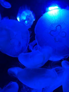 サンシャイン水族館に投稿された画像（2023/8/29）