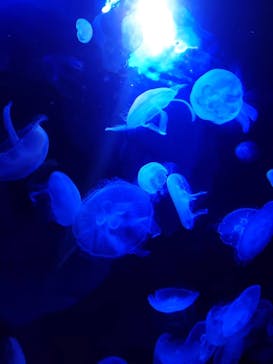 サンシャイン水族館に投稿された画像（2023/8/29）