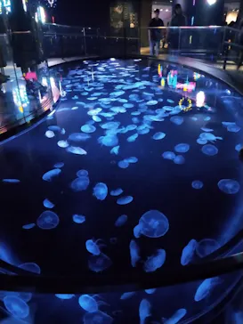 すみだ水族館に投稿された画像（2023/8/29）