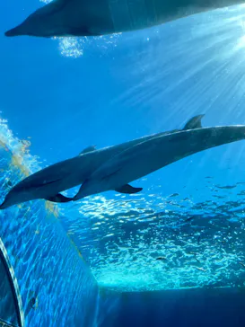 横浜・八景島シーパラダイスに投稿された画像（2023/8/29）