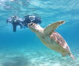 アマミエンシスに投稿された画像（2023/8/29）