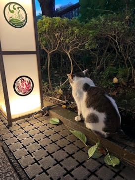 江の島シーキャンドルに投稿された画像（2023/8/29）