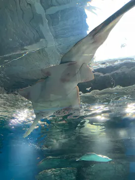 マクセル アクアパーク品川に投稿された画像（2023/8/29）