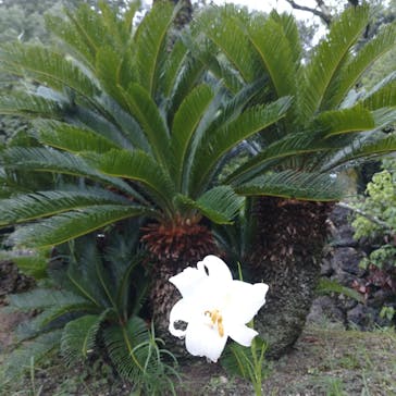 野外民族博物館 リトルワールドに投稿された画像（2023/8/29）