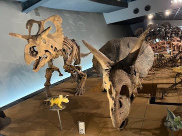 福井県立恐竜博物館に投稿された画像（2023/8/29）