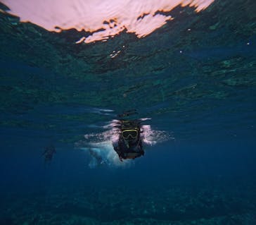 Sea World（シーワールド）に投稿された画像（2023/8/29）