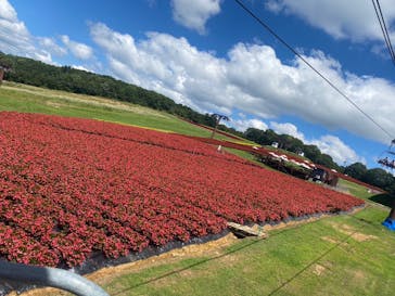 ひるがのピクニックガーデンに投稿された画像（2023/8/29）