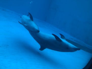 名古屋港水族館に投稿された画像（2023/8/29）