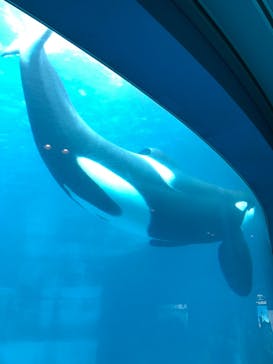 名古屋港水族館に投稿された画像（2023/8/29）