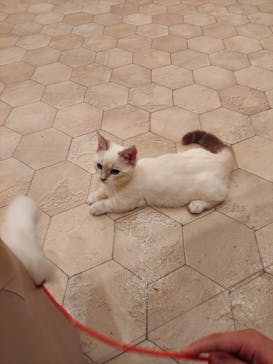 猫カフェモカ　イオンモール幕張新都心店に投稿された画像（2023/8/30）