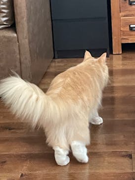 猫カフェモカ　池袋東口店に投稿された画像（2023/8/30）