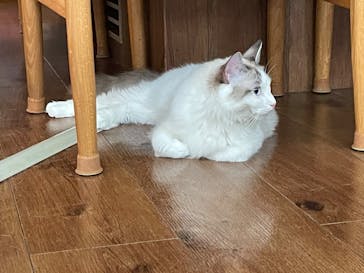 猫カフェモカ　池袋東口店に投稿された画像（2023/8/30）