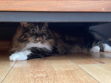 猫カフェモカ　池袋東口店に投稿された画像（2023/8/30）