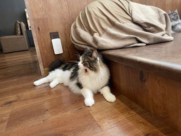 猫カフェモカ　池袋東口店に投稿された画像（2023/8/30）