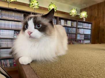 猫カフェモカ　池袋東口店に投稿された画像（2023/8/30）