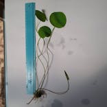 三溪園に投稿された画像（2023/8/30）