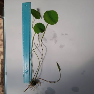 三溪園に投稿された画像（2023/8/30）