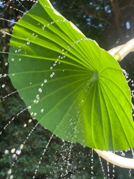 三溪園に投稿された画像（2023/8/30）