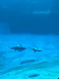 名古屋港水族館に投稿された画像（2023/8/30）