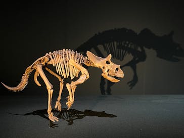 DinoScience 恐竜科学博 2023@TOKYO MIDTOWNに投稿された画像（2023/8/30）