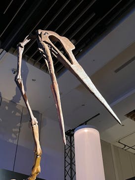 DinoScience 恐竜科学博 2023@TOKYO MIDTOWNに投稿された画像（2023/8/30）