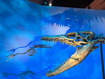 DinoScience 恐竜科学博 2023@TOKYO MIDTOWNに投稿された画像（2023/8/30）