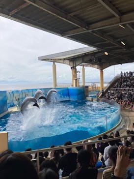 新江ノ島水族館に投稿された画像（2023/8/30）