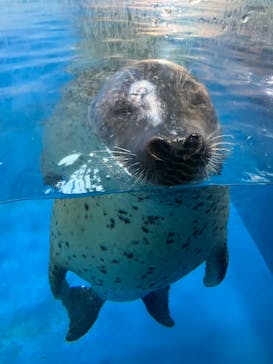 新江ノ島水族館に投稿された画像（2023/8/30）