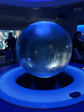 新江ノ島水族館に投稿された画像（2023/8/30）