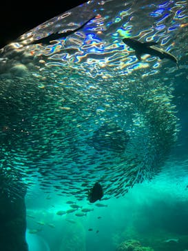 新江ノ島水族館に投稿された画像（2023/8/30）