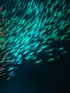 名古屋港水族館に投稿された画像（2023/8/30）