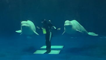 島根県立 しまね海洋館に投稿された画像（2023/8/30）