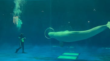 島根県立 しまね海洋館に投稿された画像（2023/8/30）