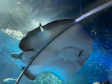 島根県立 しまね海洋館に投稿された画像（2023/8/30）