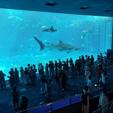 沖縄美ら海水族館に投稿された画像（2023/8/30）