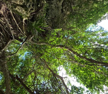 石垣島 ADVENTURE PiPi（イシガキジマアドベンチャーピピ）に投稿された画像（2023/8/30）