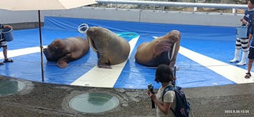 大分マリーンパレス水族館 「うみたまご」に投稿された画像（2023/8/30）